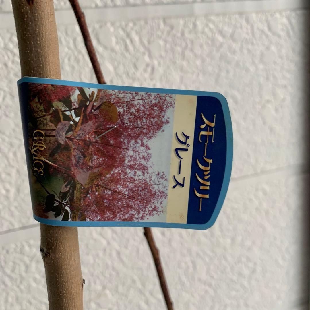 スモークツリー　グレース　雌株　煙の木　苗木　花木　62