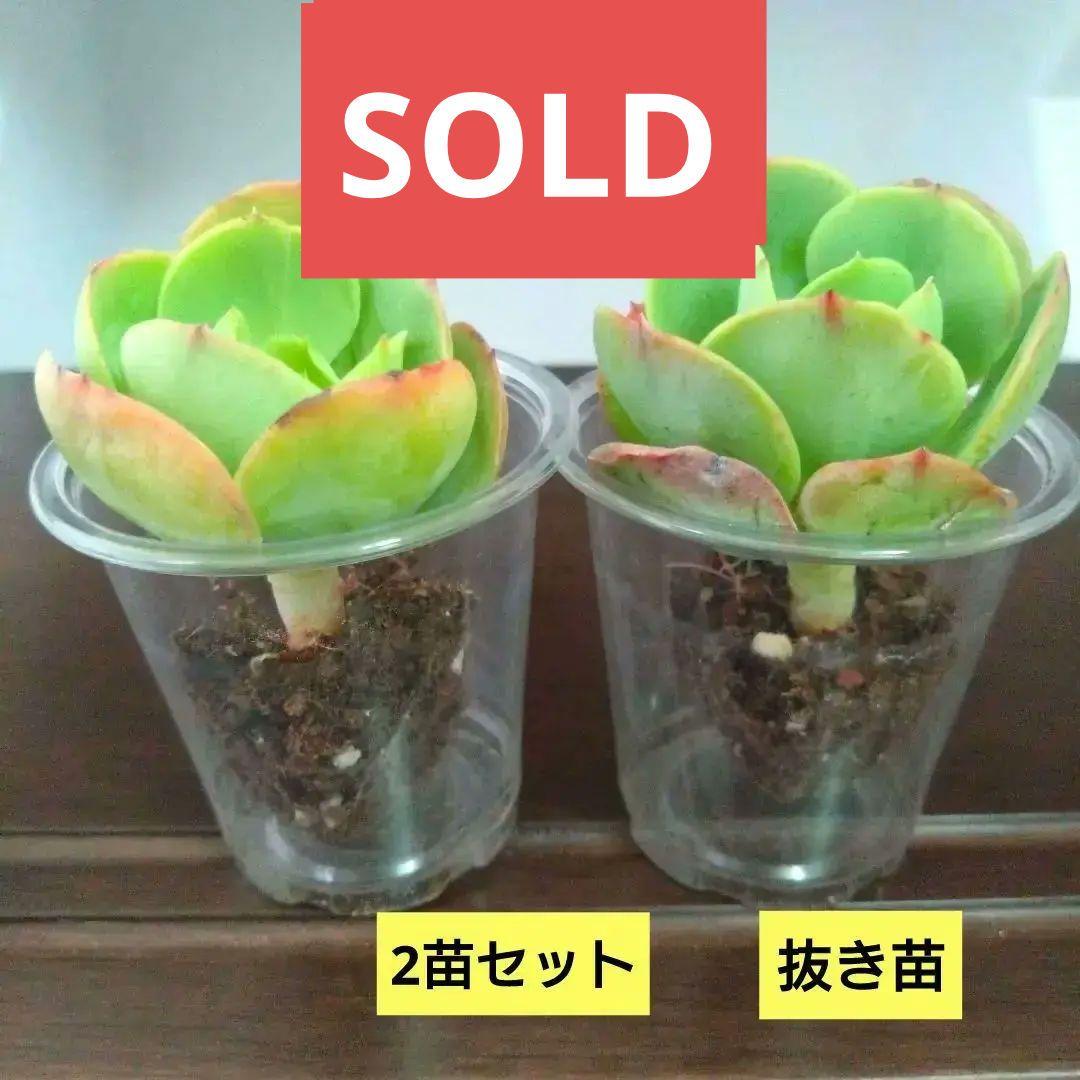 多肉植物【ピーチプリデ】2苗セット　抜き苗