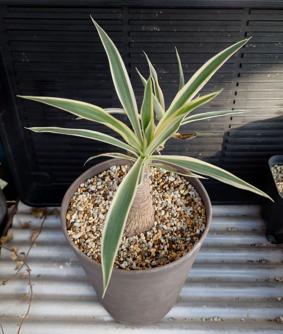 ユッカ　エレファンティペス　ホワイトエンペラー　プレミアムホワイト