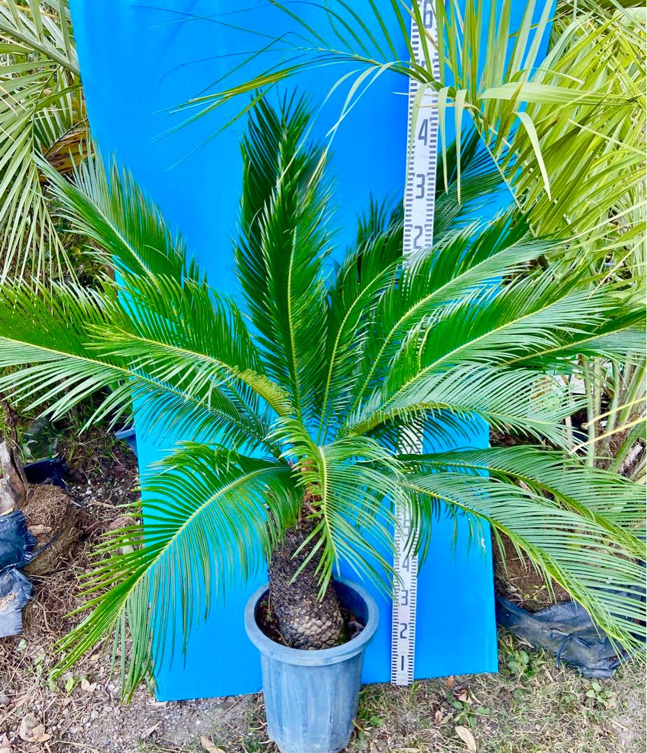 mania☺️様用　斑入りソテツ　【奄美大島】耐寒性