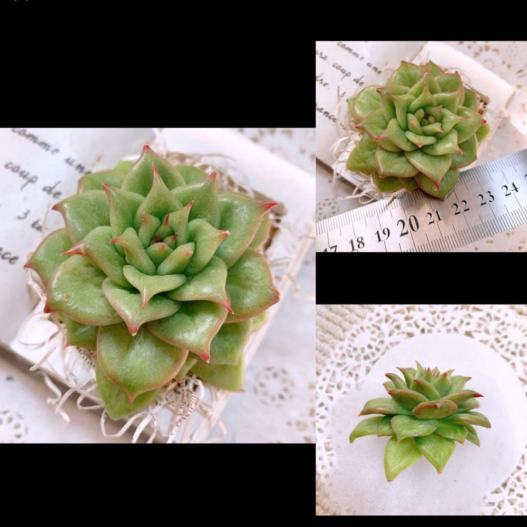 あるちゃん様☆ちび様☆専用です