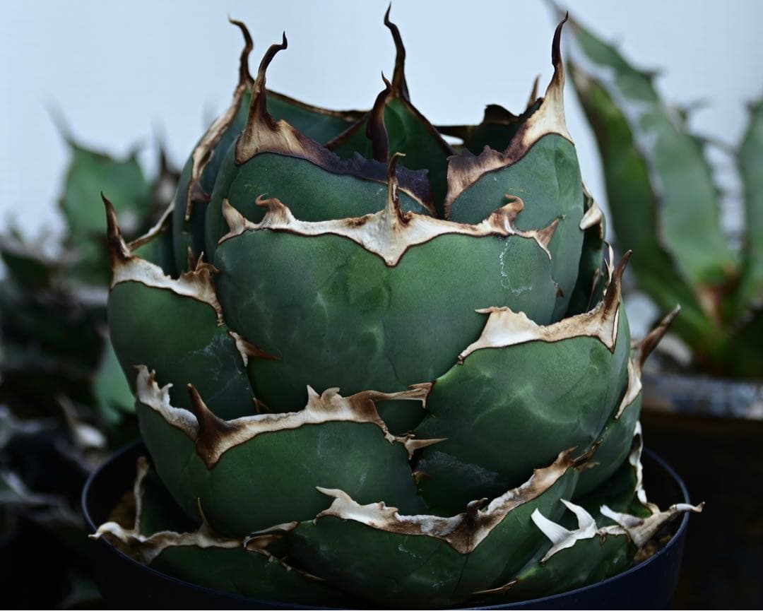 アガベ　チタノタ　純血　ジャガーノート　OSP株　胴切り天　活着済み