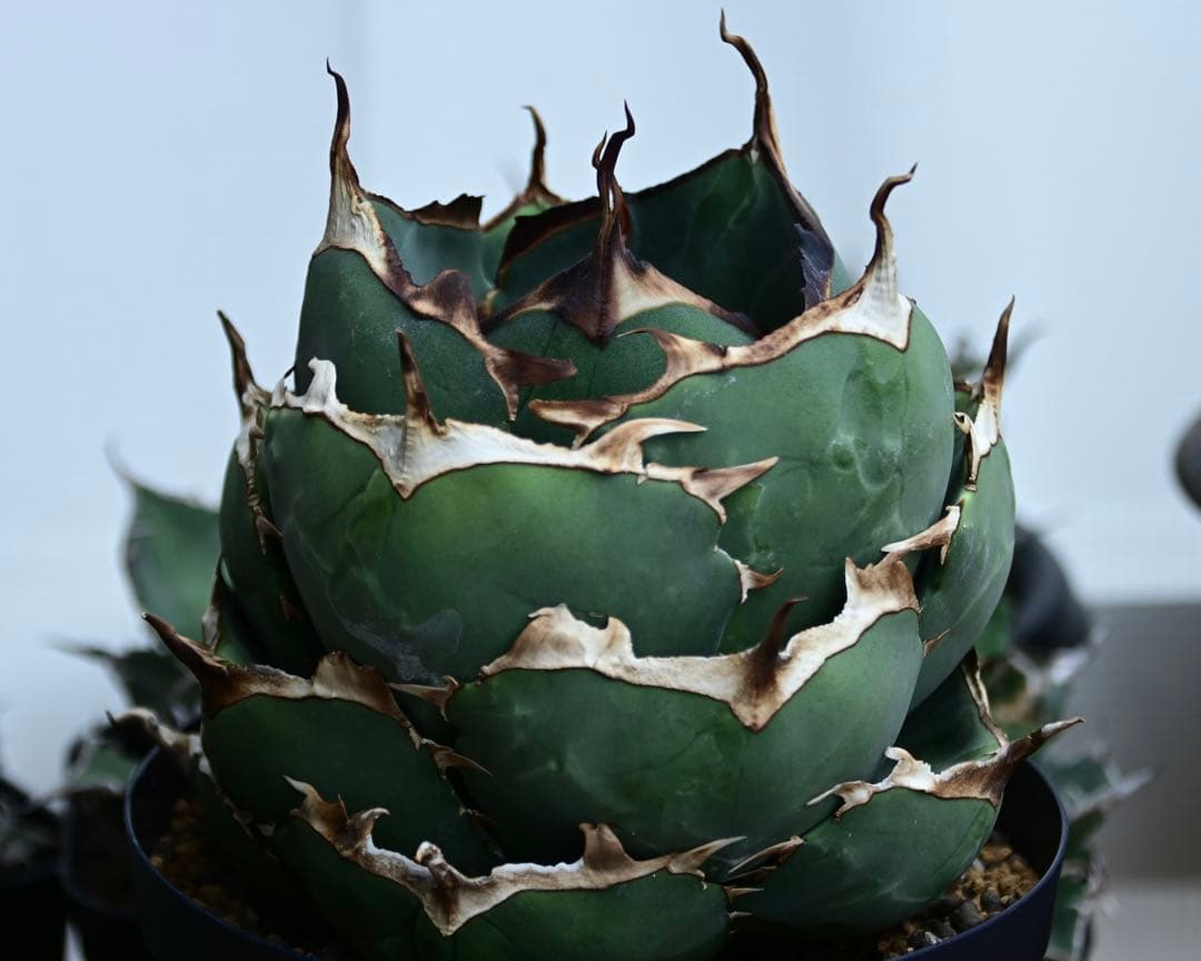 アガベ　チタノタ　純血　ジャガーノート　OSP株　胴切り天　活着済み