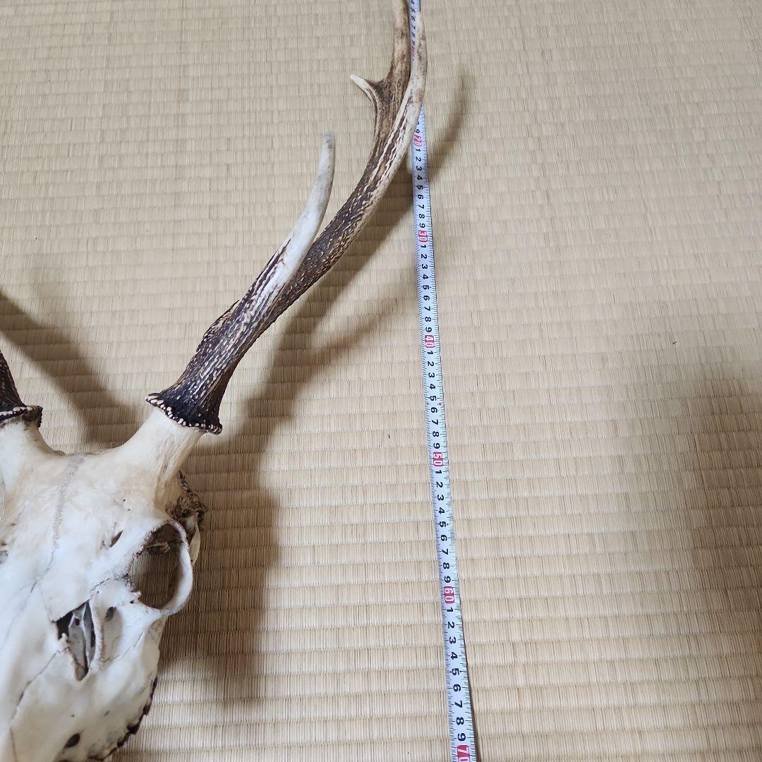 シカの骨　頭蓋骨
