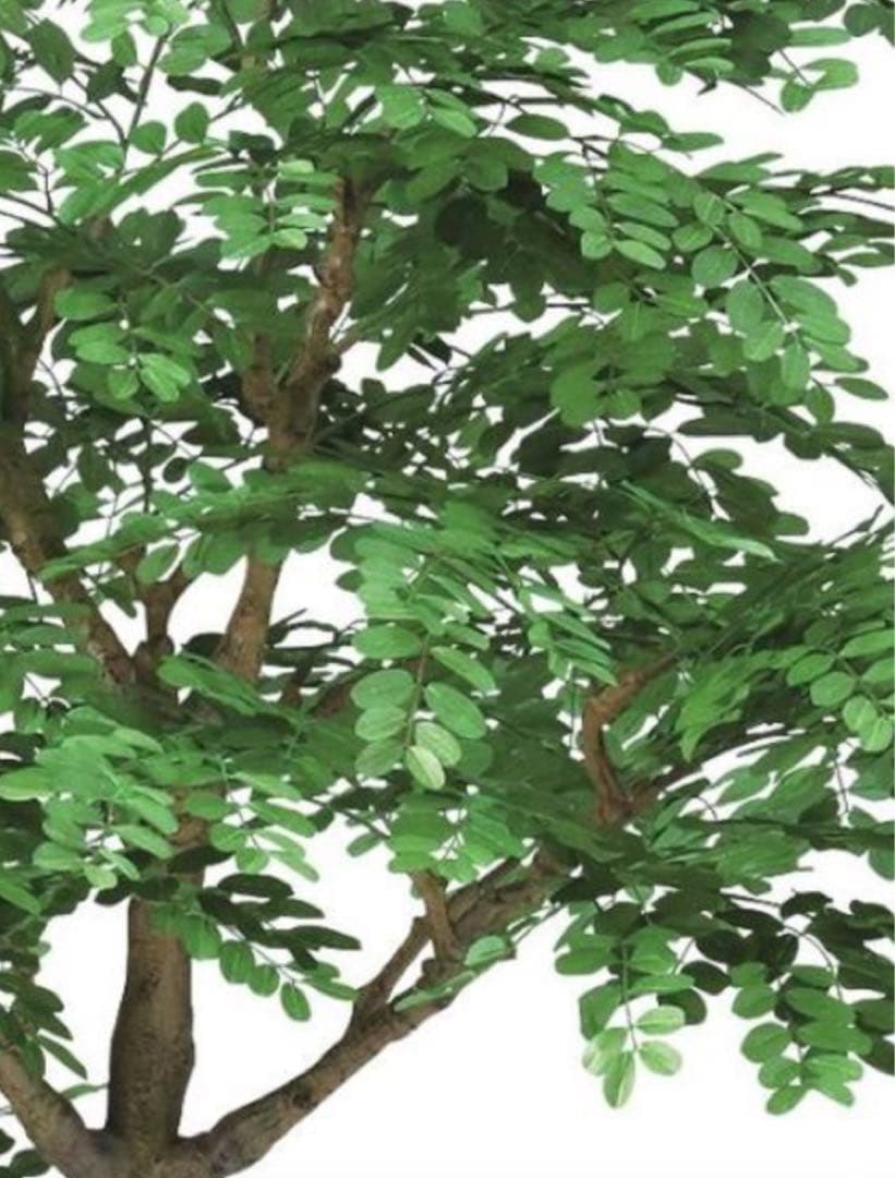 光触媒　人工観葉植物　ウォールグリーン　フェイクグリーン　アカシアコアッド花器付