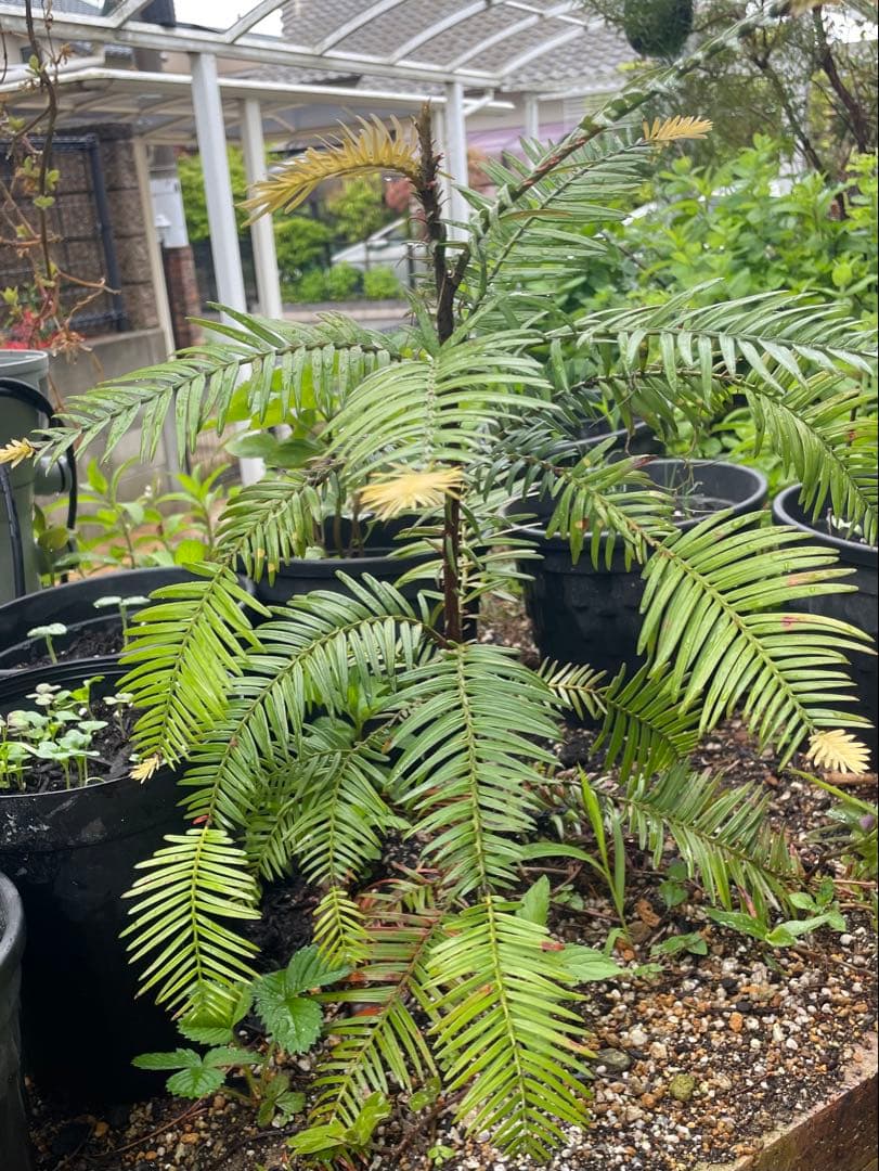 Wollemia nobilis ウォレマイパイン(ジュラシックツリー)H400