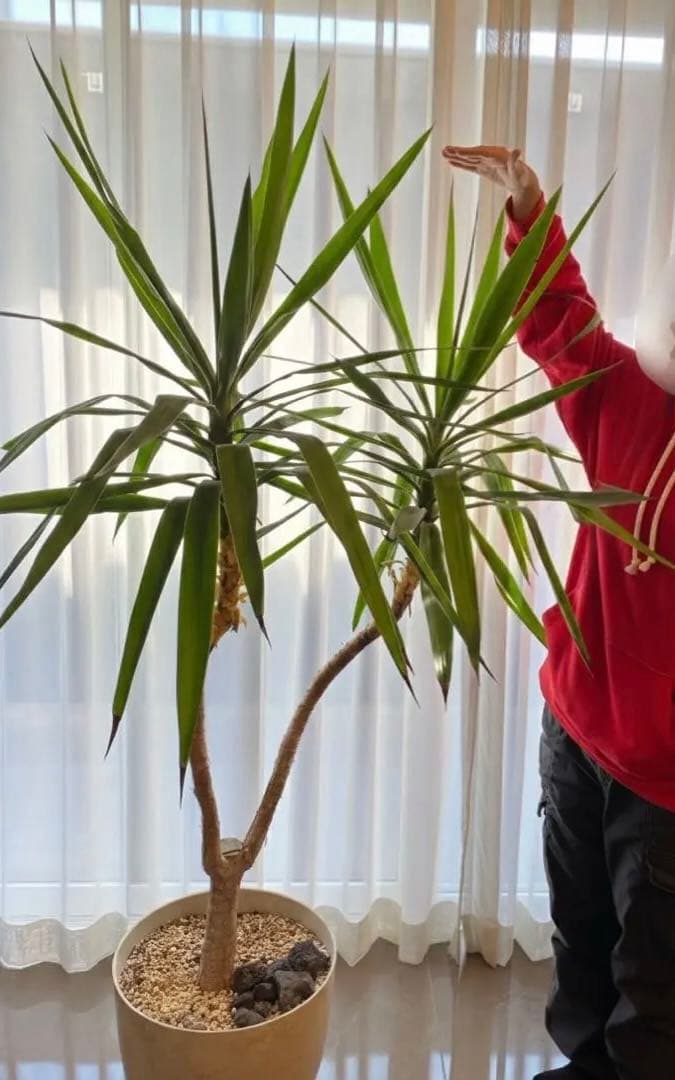岡山 2日間限定価格 引き取り 特大 ユッカ・エレファンティペス 観葉植物