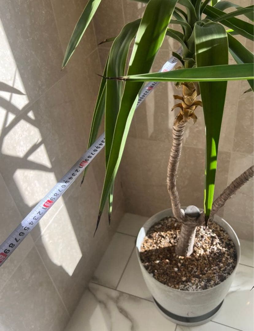 岡山 2日間限定価格 引き取り 特大 ユッカ・エレファンティペス 観葉植物