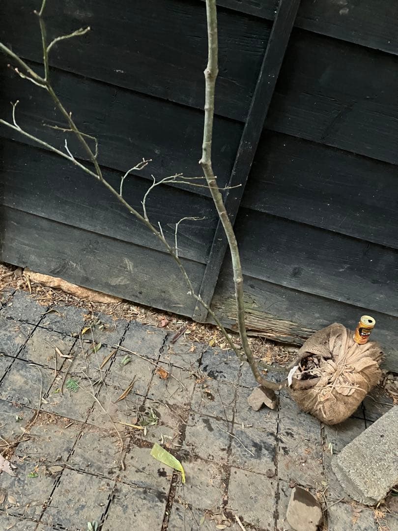 61 山採り　ヤマモミジ