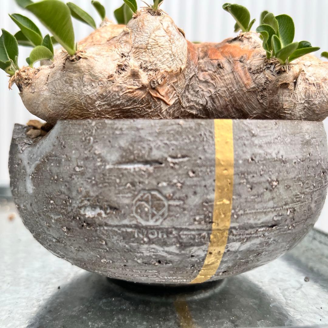 恵比寿笑い N/OH鉢 発根済み パキポディウム ブレビカウレ 現地球