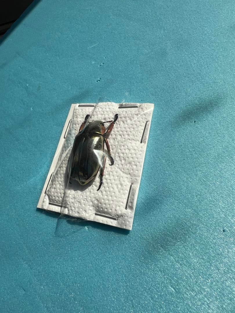 クルサルギレアプラチナコガネ！標本！160