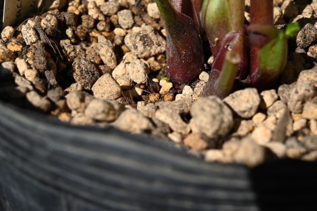 クリスマスローズ　特選！認定キラメキ✩チョコレート　加藤農園