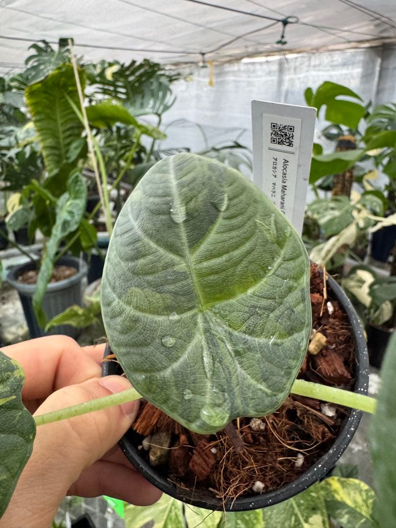 6アロカシア　マハラニ　ゴールド　黄金斑入り