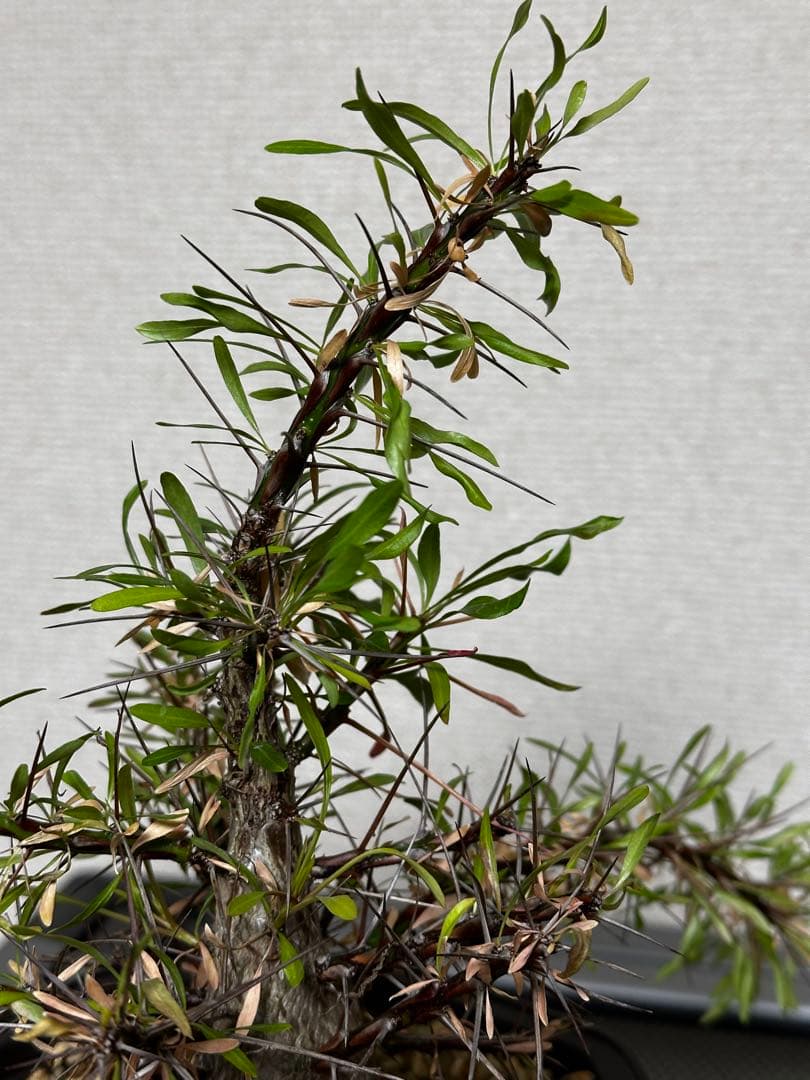 フォークイエリア　プルプシー実生