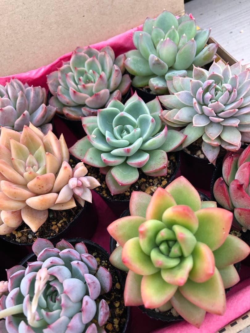 多肉植物 ロウルサンコ苗♡抜き苗セット(メルカリ便)