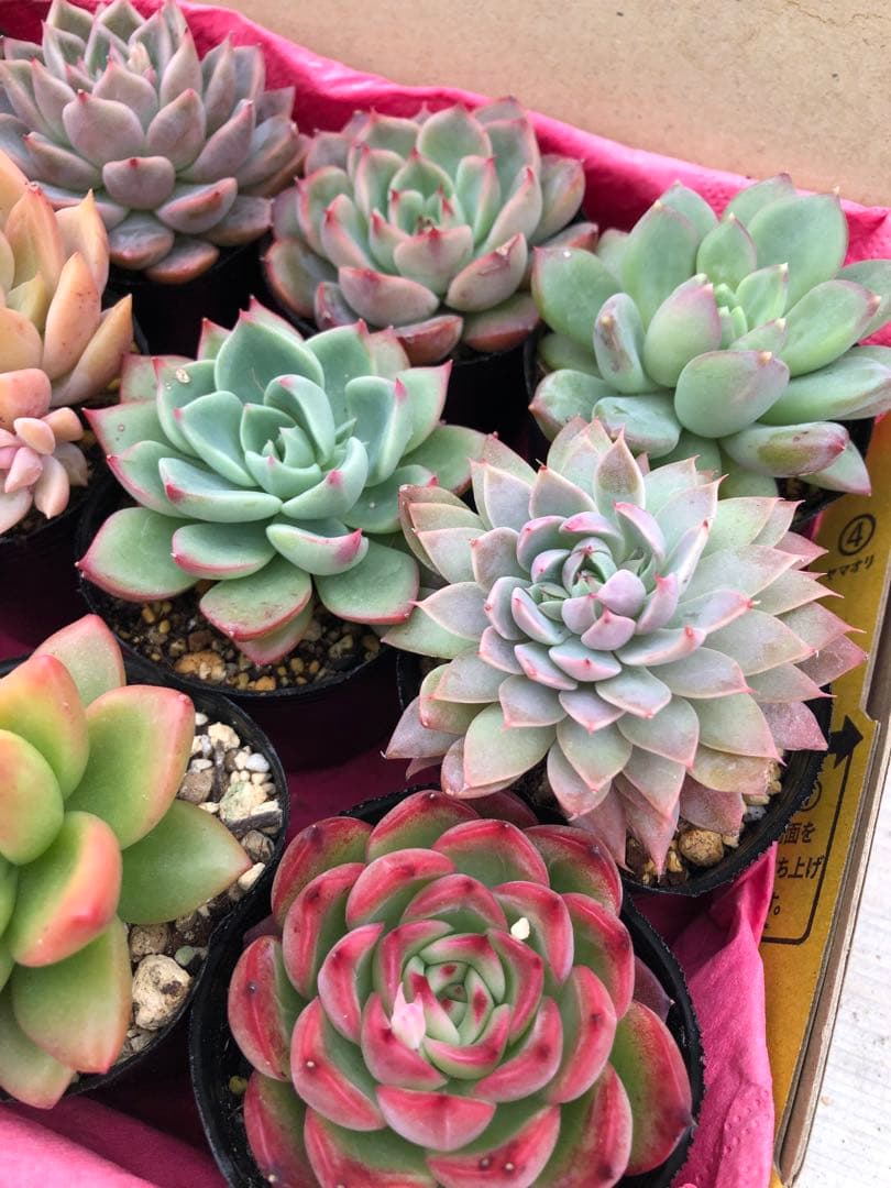 多肉植物 ロウルサンコ苗♡抜き苗セット(メルカリ便)