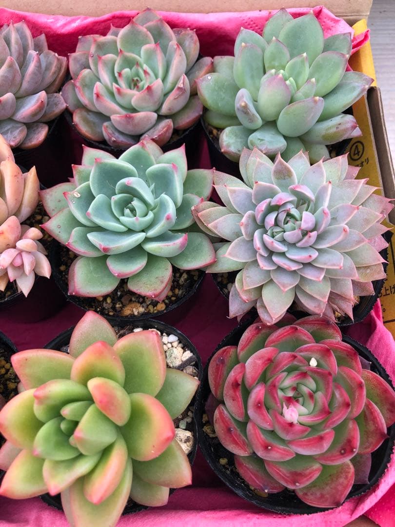 多肉植物 ロウルサンコ苗♡抜き苗セット(メルカリ便)