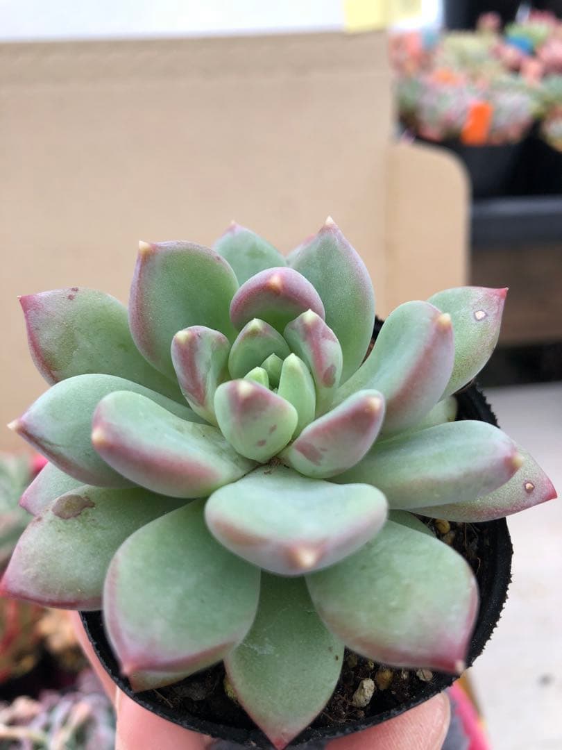 多肉植物 ロウルサンコ苗♡抜き苗セット(メルカリ便)