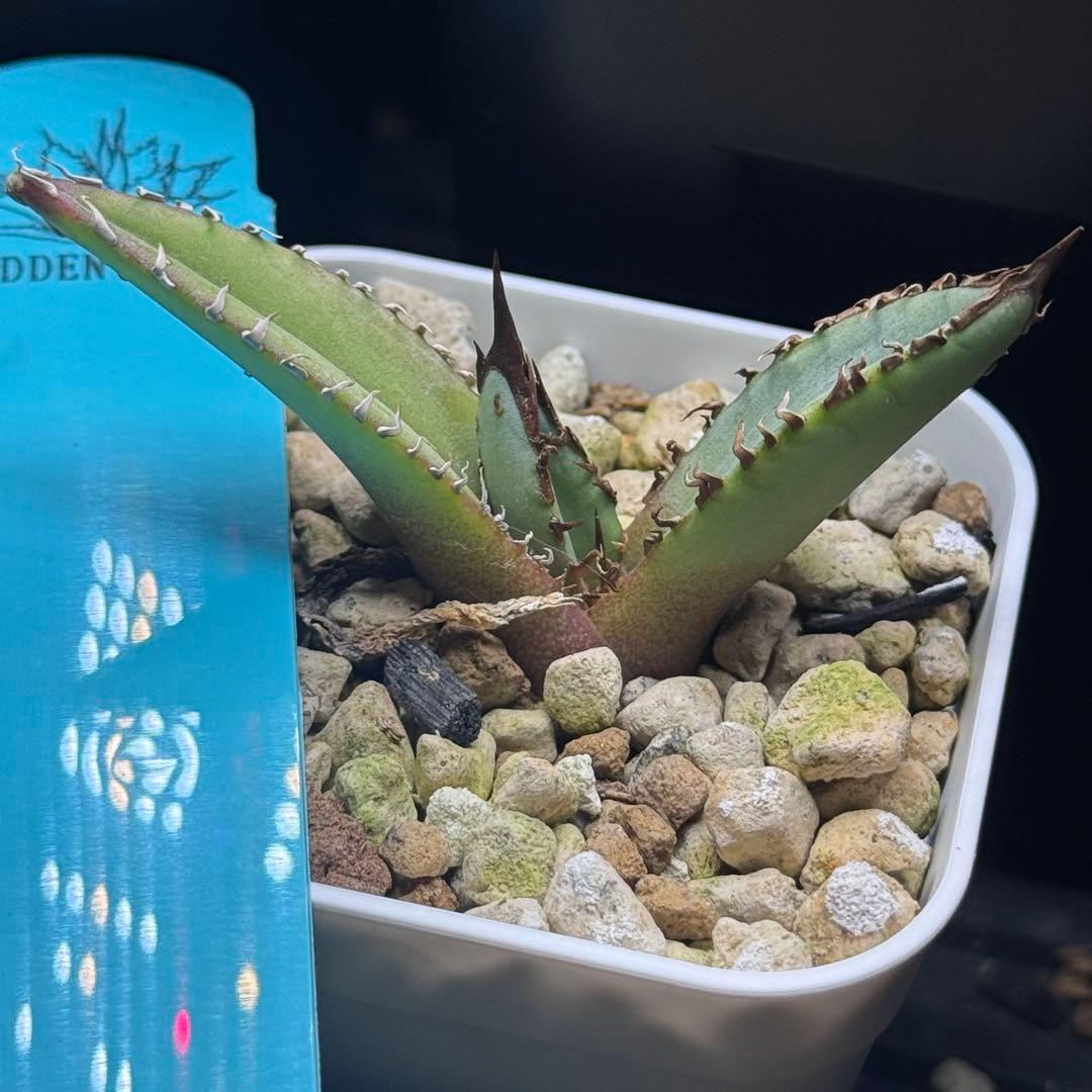 Agave X WhiteFang パープソラム ホワイトファング US産