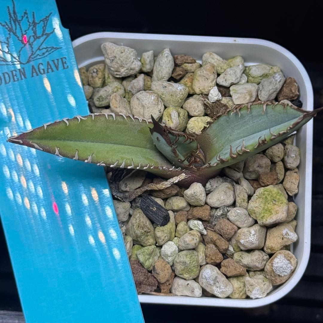Agave X WhiteFang パープソラム ホワイトファング US産