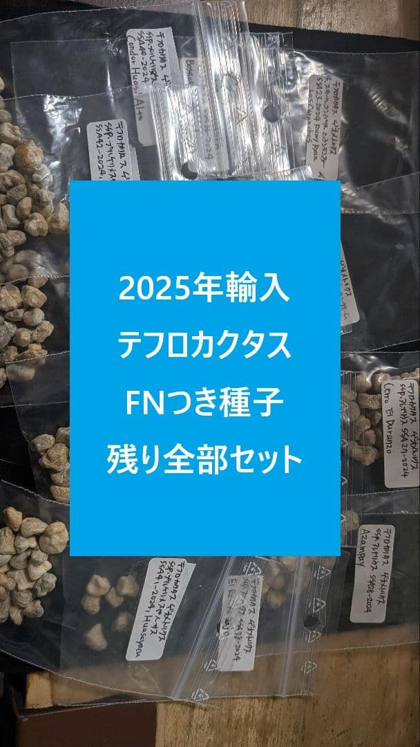 2025輸入　テフロカクタス　種子全量