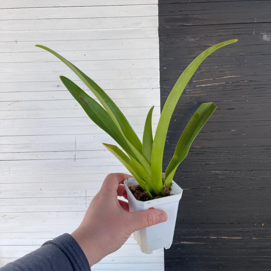 フラグミペディウム ハンボルティー