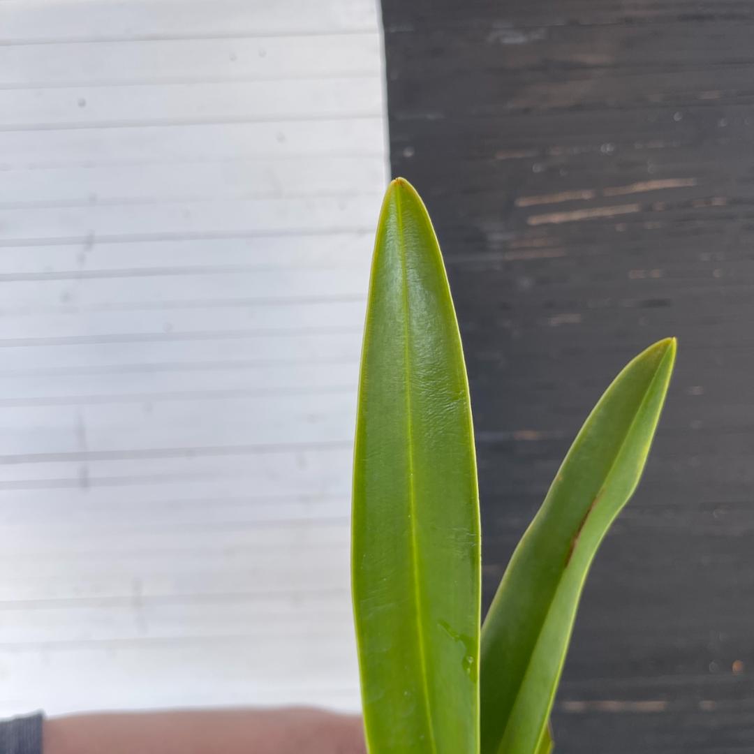 フラグミペディウム ハンボルティー