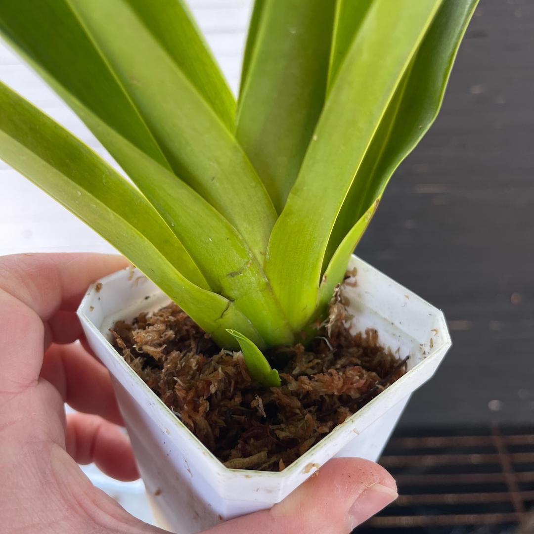 フラグミペディウム ハンボルティー