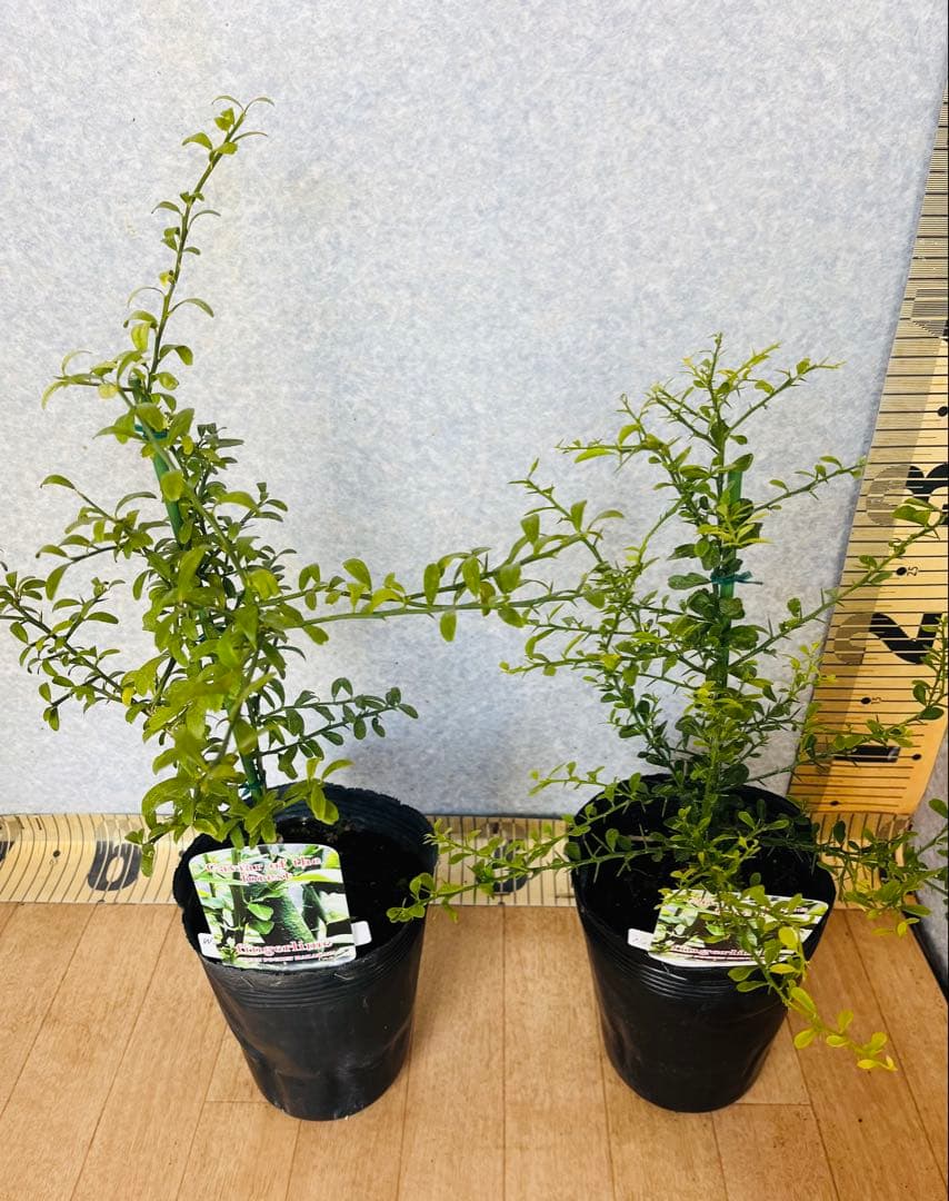 柑橘2年生　フィンガーライム接木苗／苗　3鉢まとめて　撮影品発送