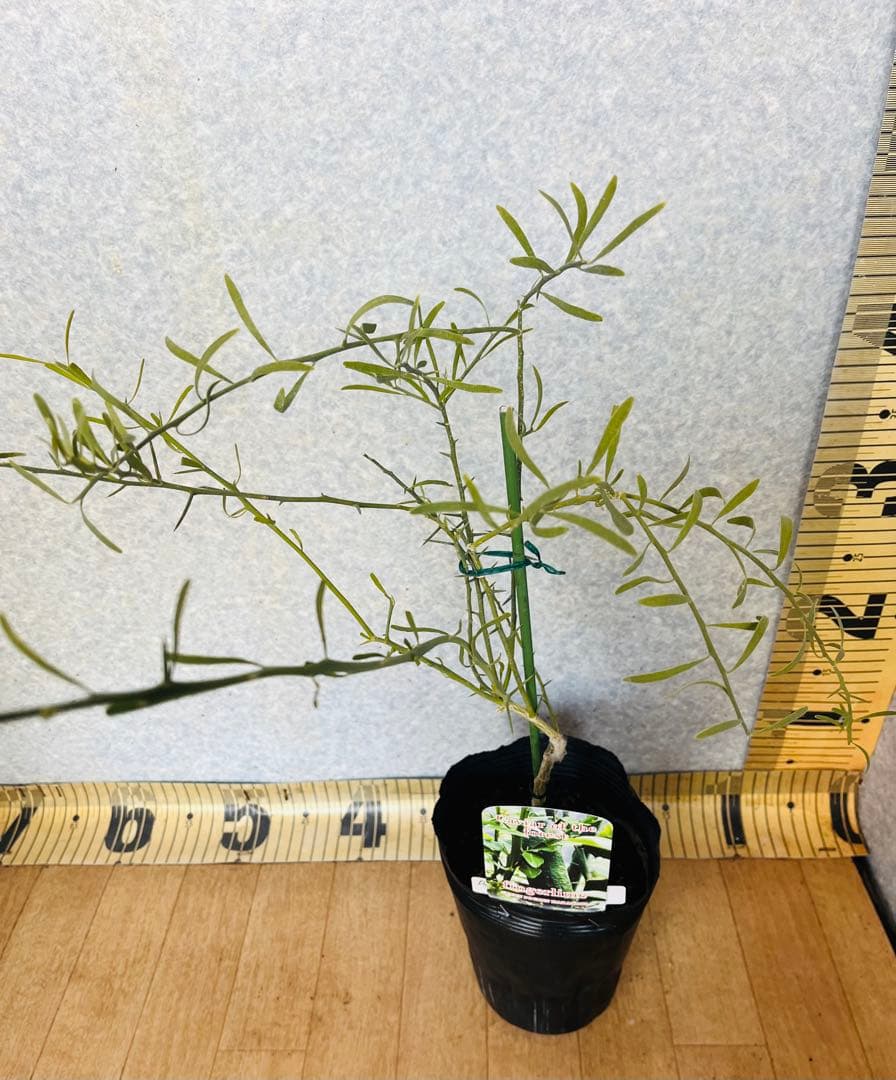 柑橘2年生　フィンガーライム接木苗／苗　3鉢まとめて　撮影品発送