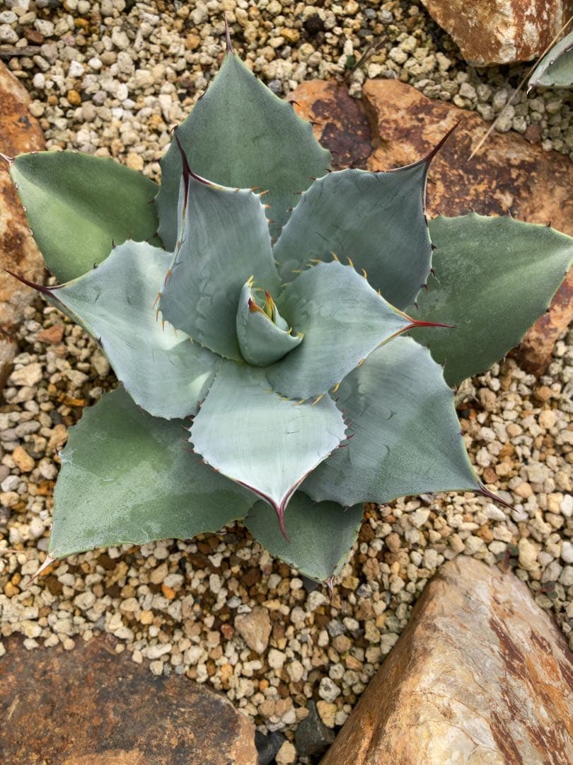 アガベ　パリー　トランカータ×オバティフォリア　ハイブリッド