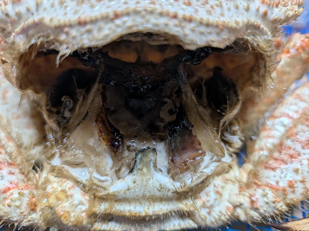 立体リアル標本飾り　トゲクリガニ　クリガニ　青森県産　陸奥湾　ガラスケース入り品