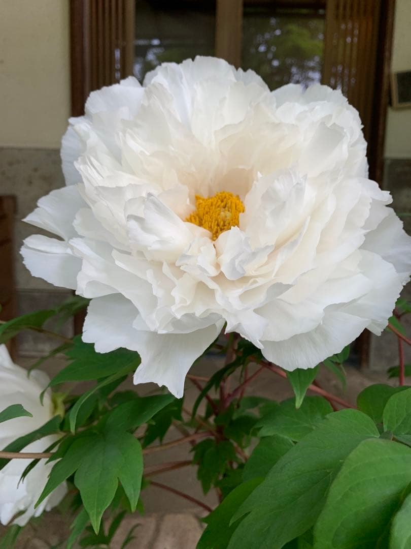 牡丹 連鶴 豪華多弁 大輪咲き 鉢ごと発送