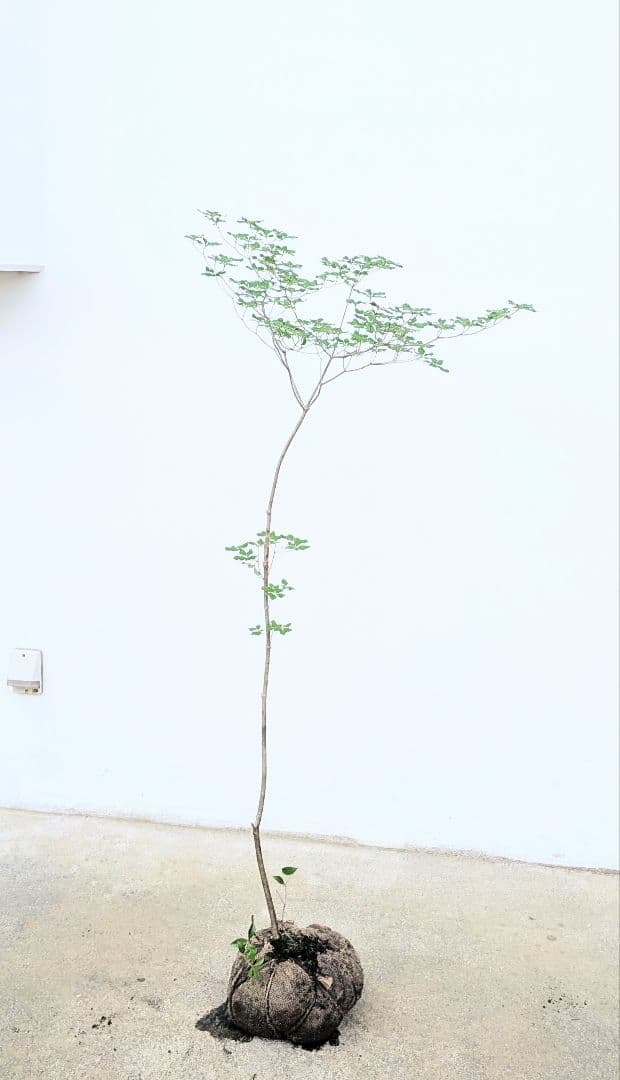 天然のトピアリー。山採りドウダンツツジ。
