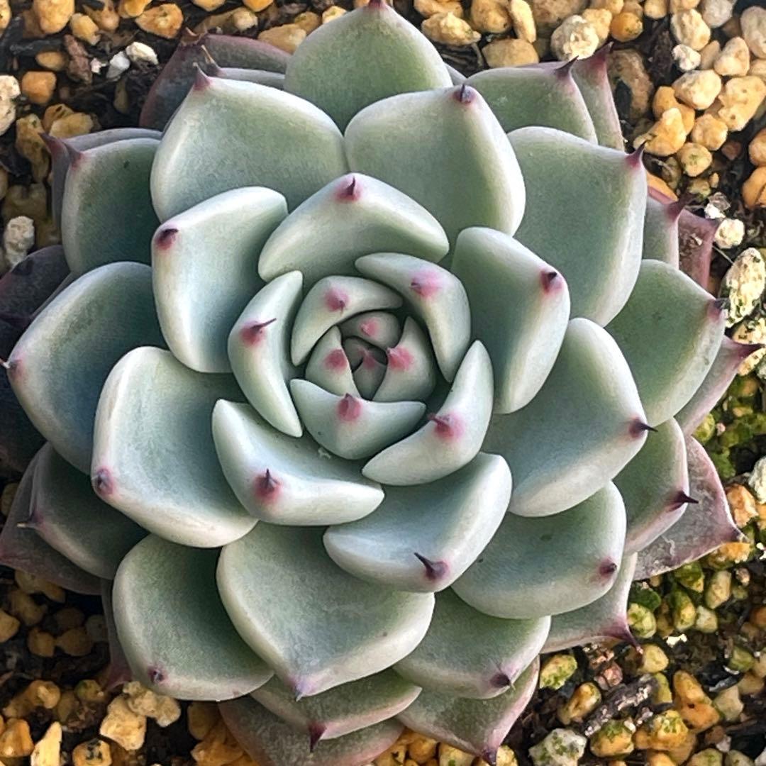 札付き！　人気　可愛い　ミックスベリア　そわそわ　抜き苗