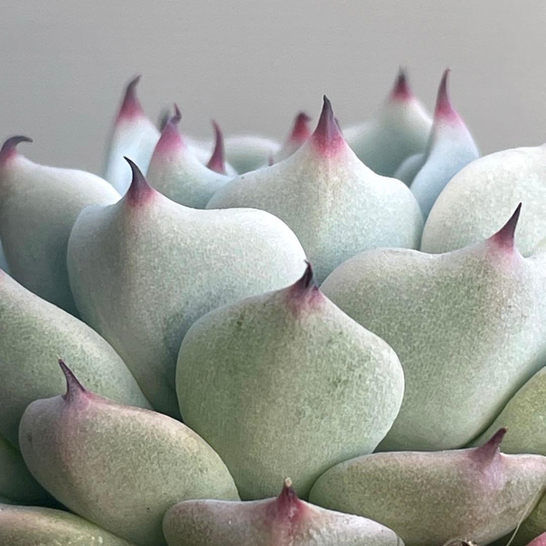 札付き！　人気　可愛い　ミックスベリア　そわそわ　抜き苗