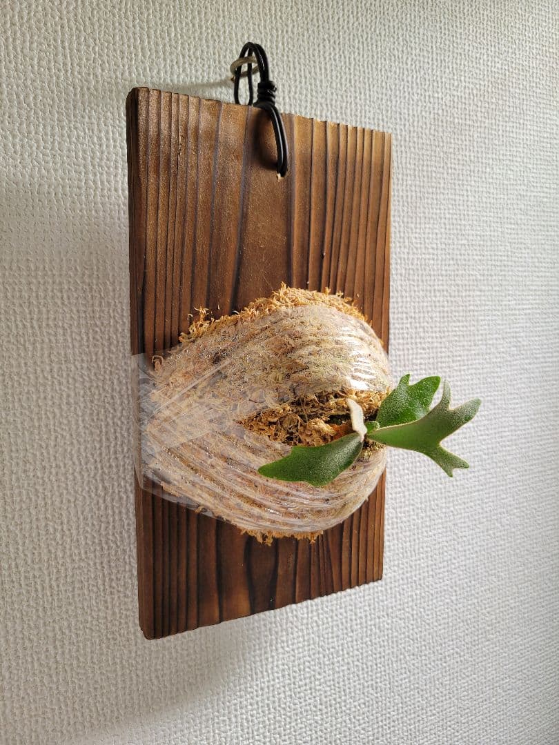 ビカクシダ Platycerium Golden Boy spored