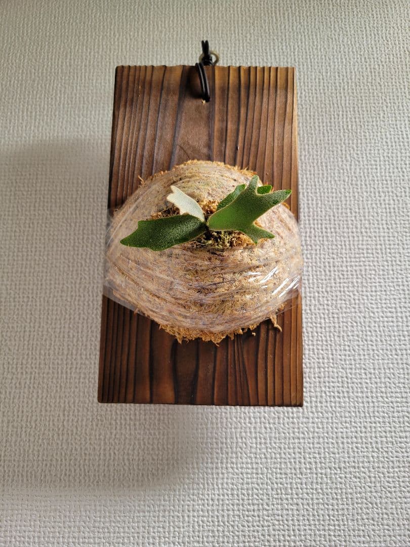 ビカクシダ Platycerium Golden Boy spored