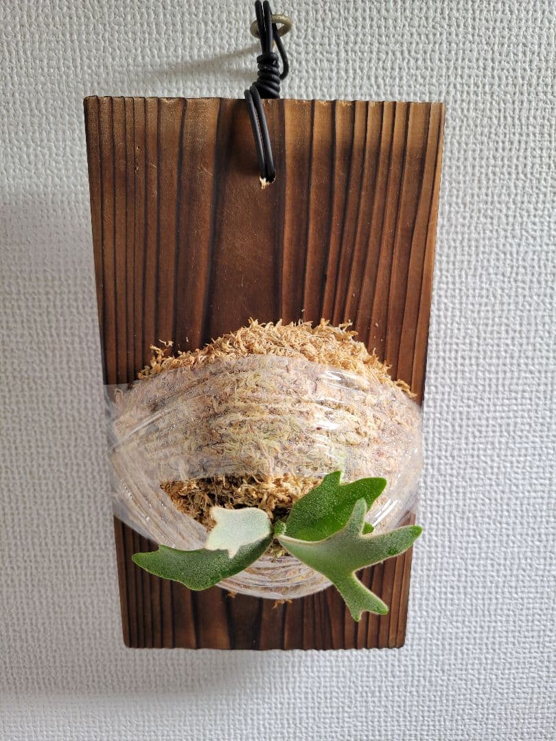 ビカクシダ Platycerium Golden Boy spored