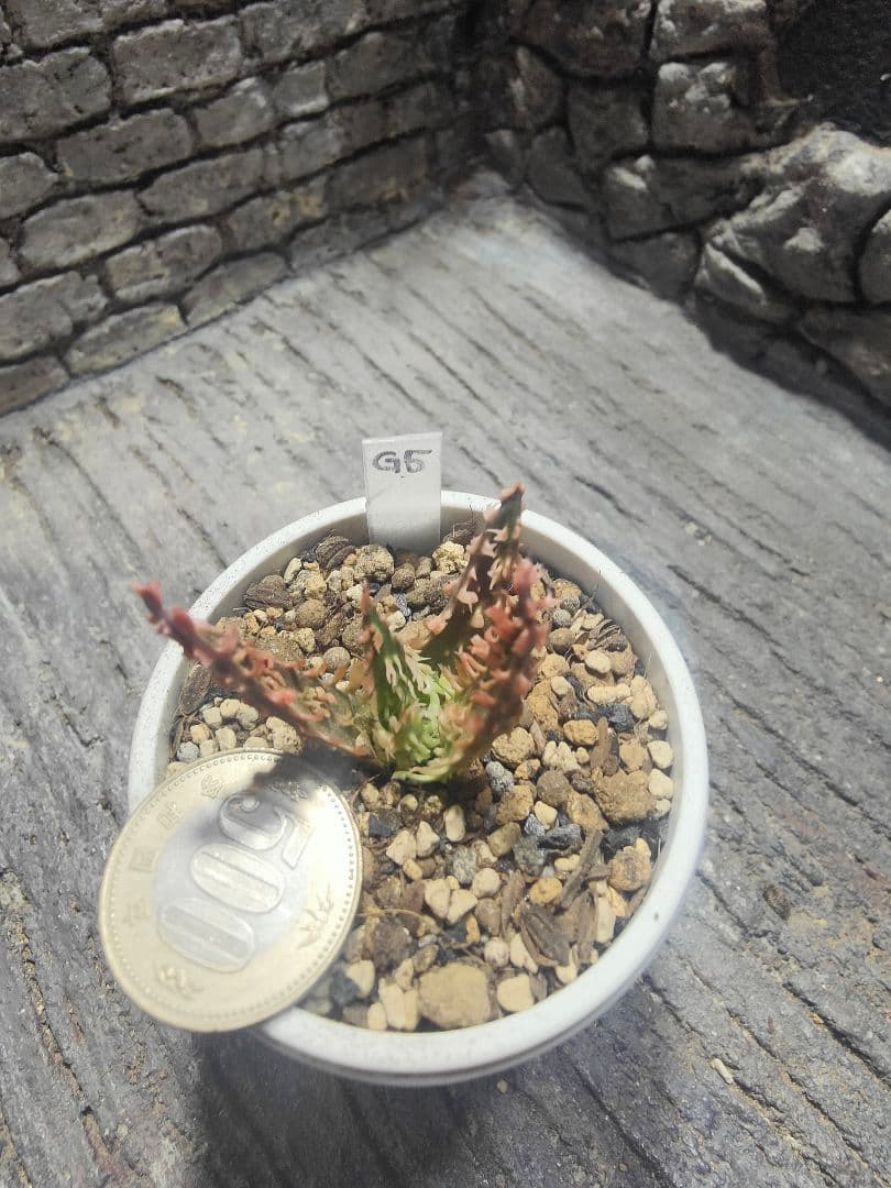 アロエ　TCTハイブリッド　ライオンクイーン　赤札　カキコ　G5