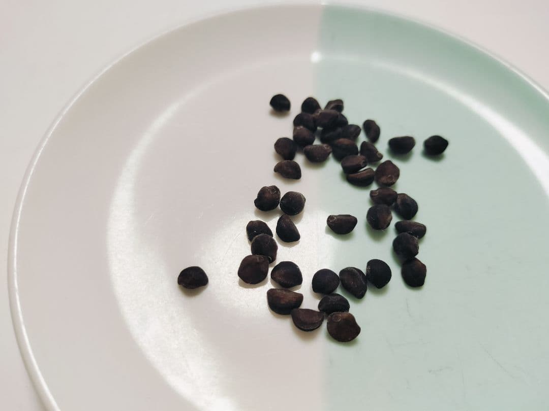 朝顔の種 （新団十郎）確認用