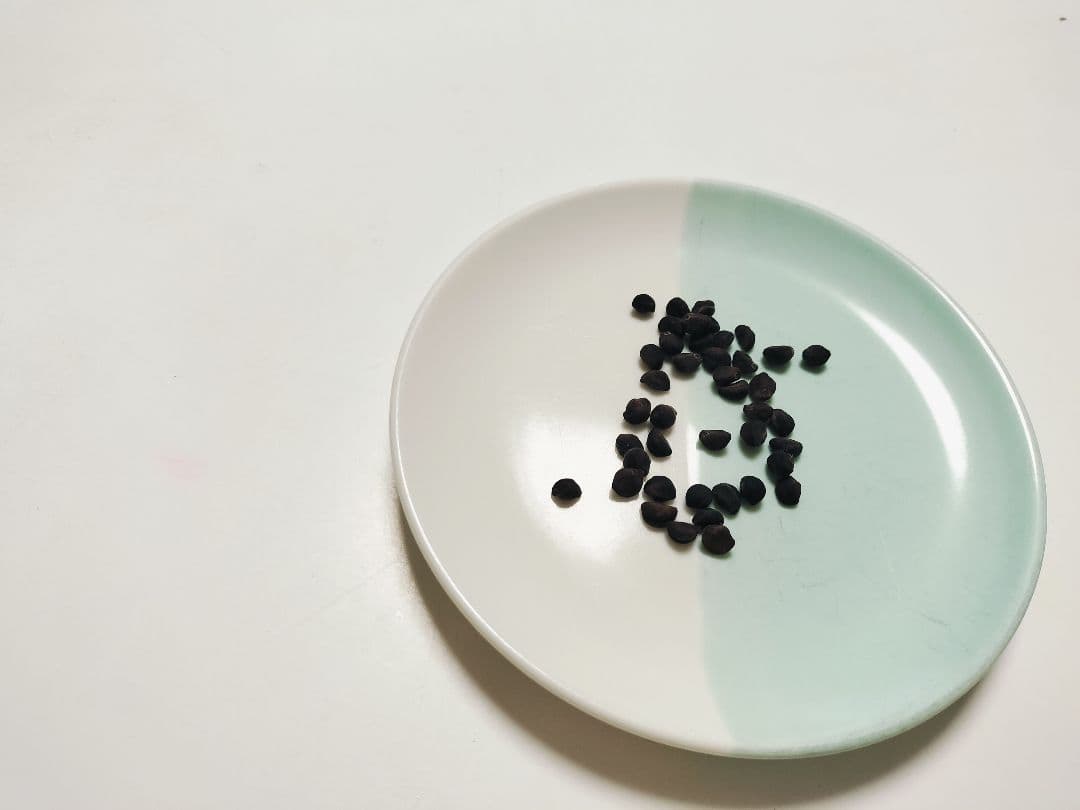 朝顔の種 （新団十郎）確認用