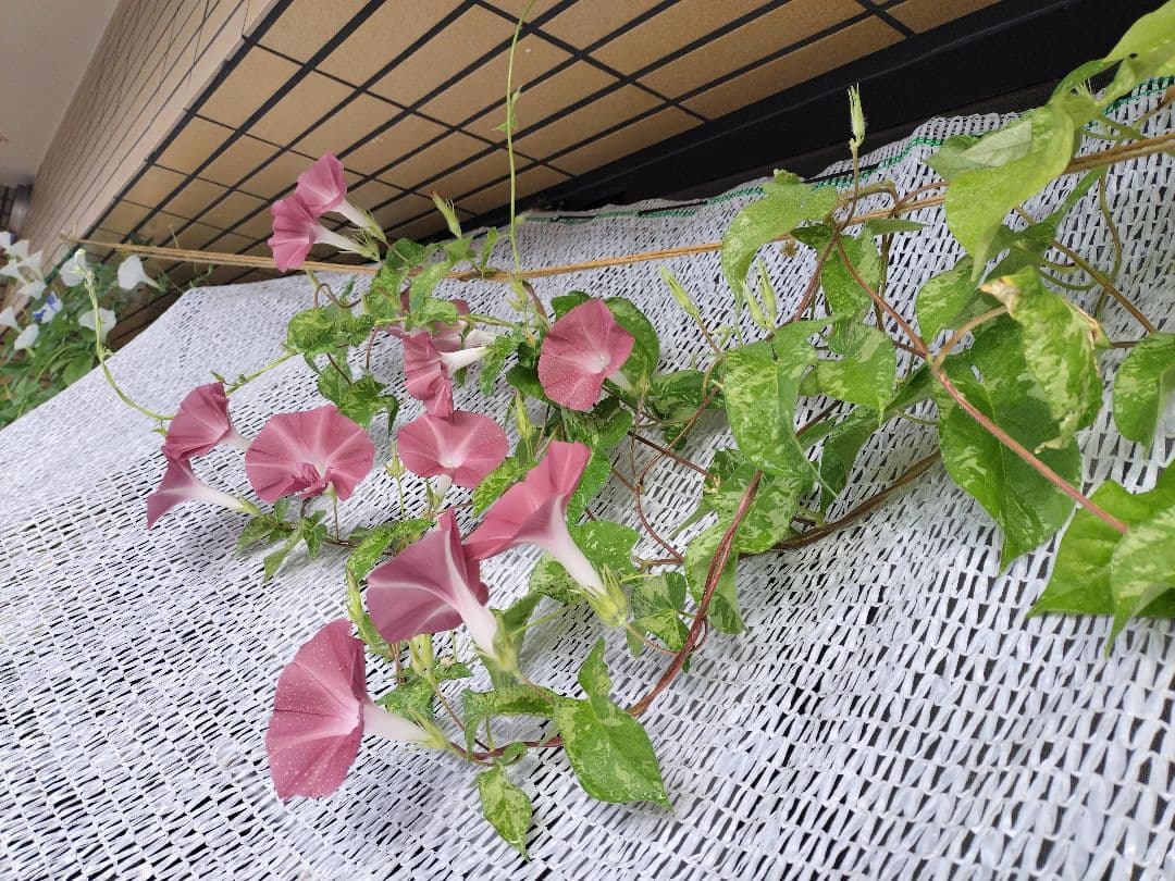 朝顔の種 （新団十郎）確認用