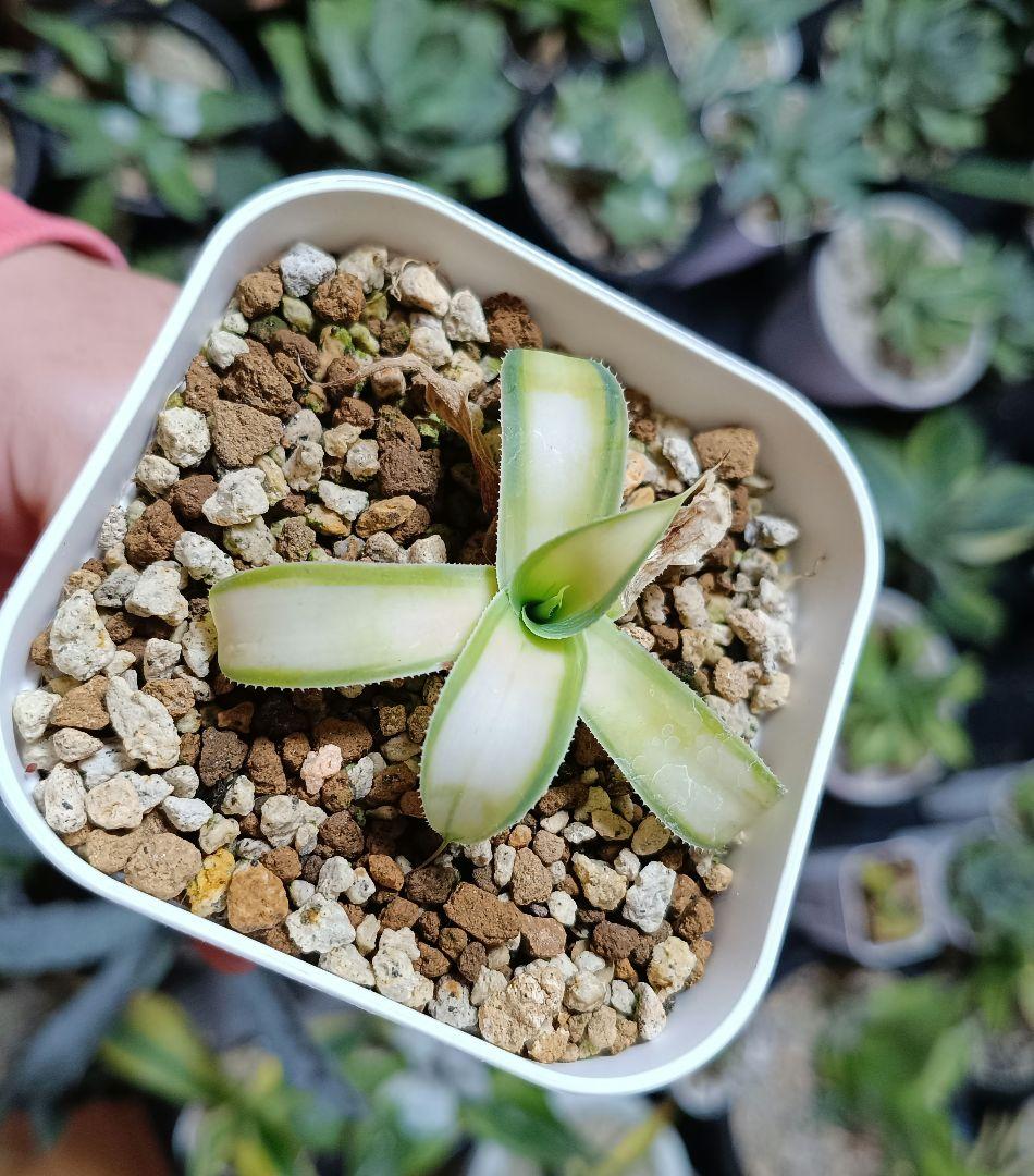 アガベ　ブルーフレイム　黄色中斑　アテナータ　多肉植物　エケベリア