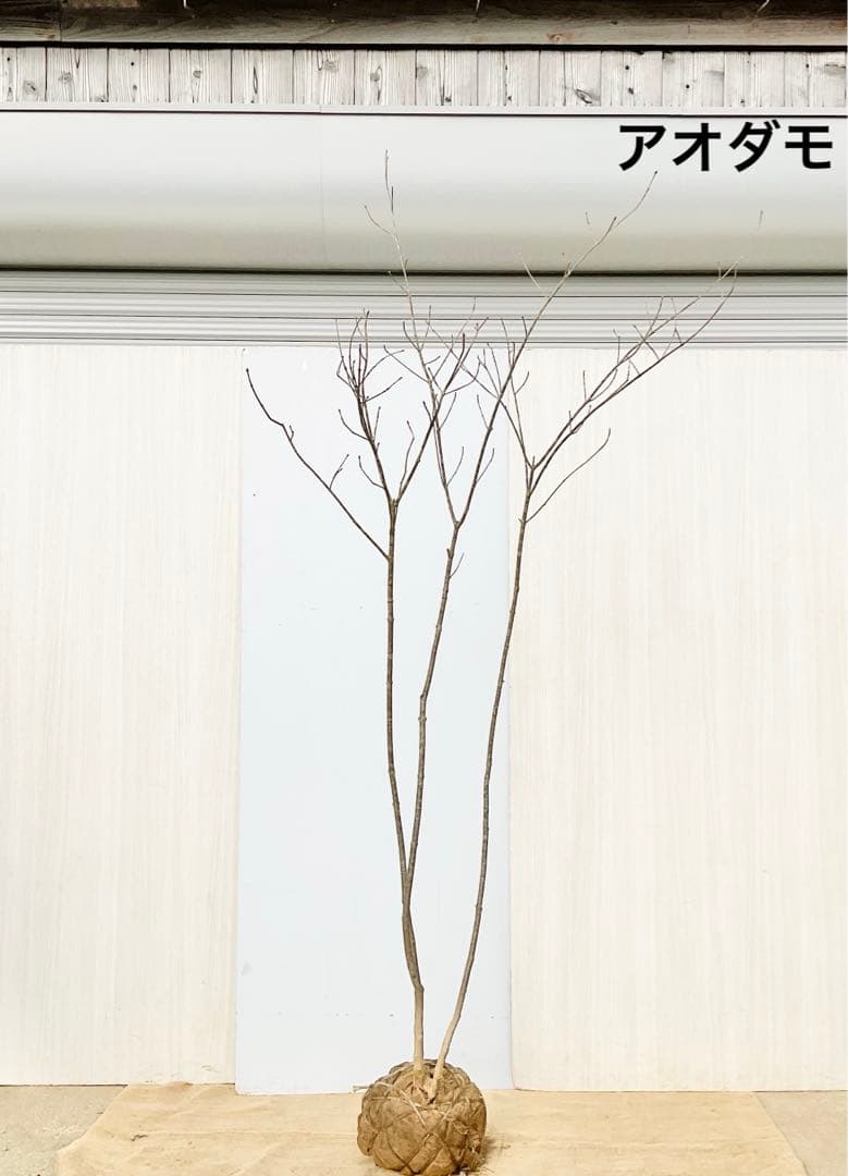 山採りアオダモ　株立　/872