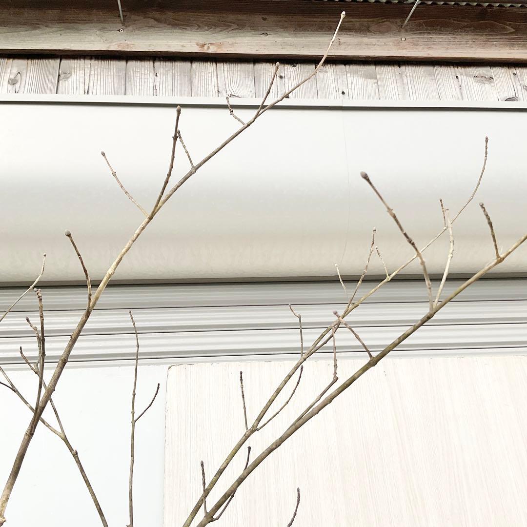 山採りアオダモ　株立　/872