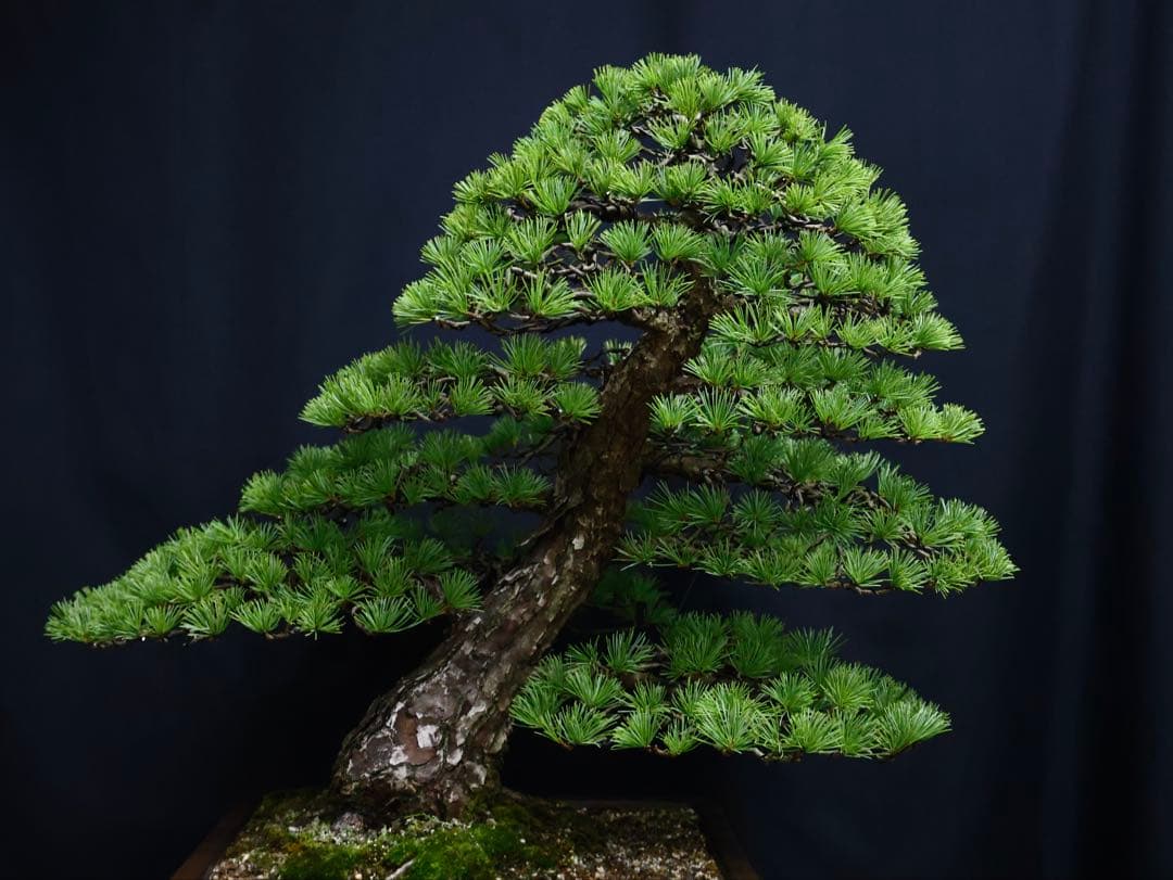 medabon 逸品 五葉松 山採り 太幹 盆栽 模様木 樹高60cm