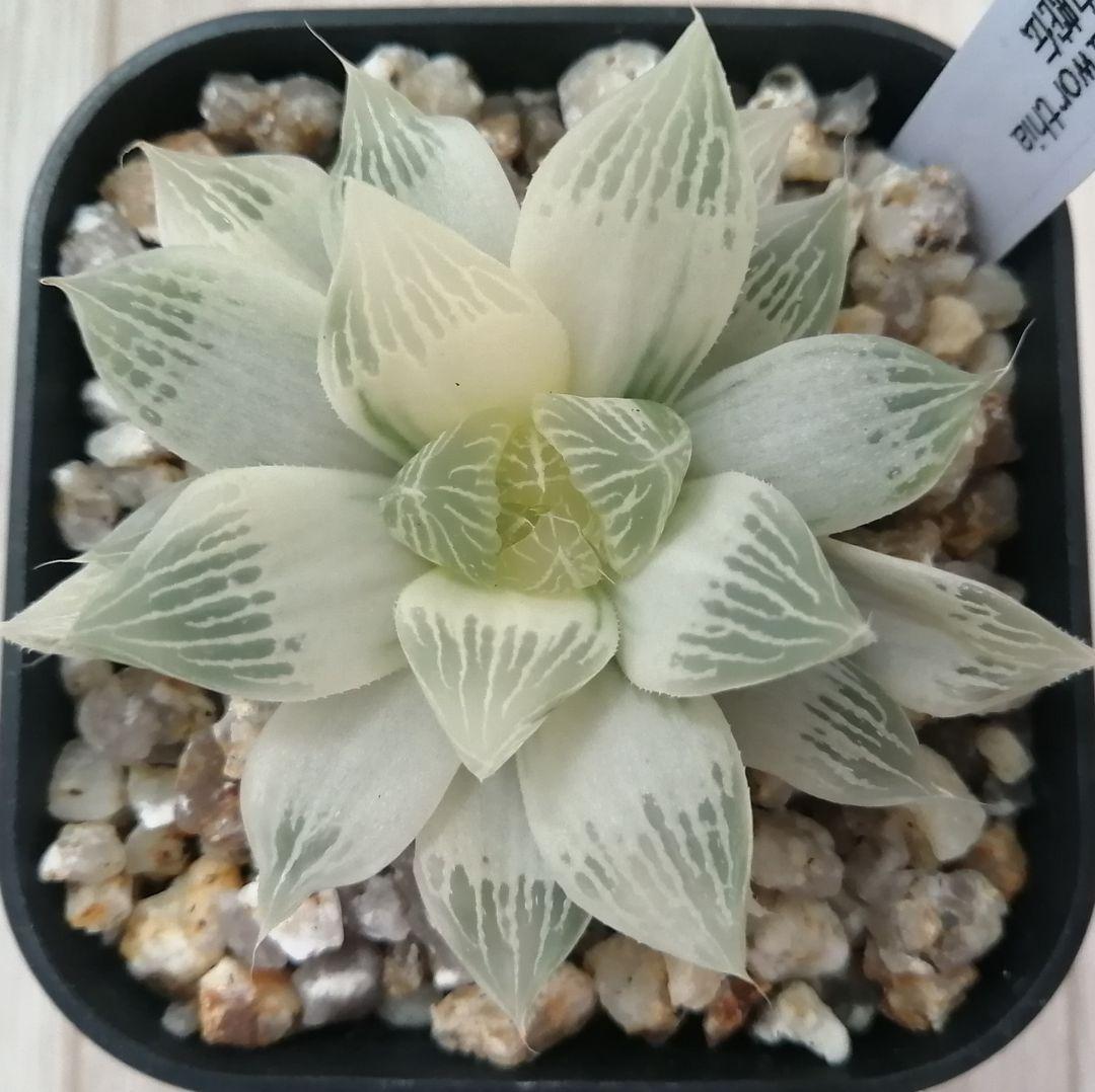 ハオルチア　白蛇伝（中苗　子株つき）