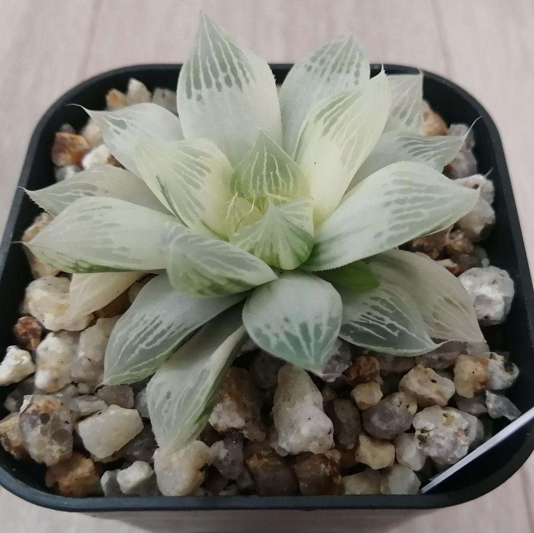 ハオルチア　白蛇伝（中苗　子株つき）