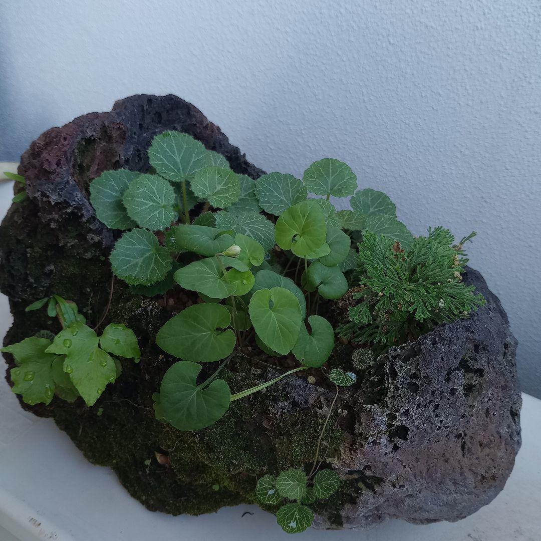 溶岩石 苔 ユキノシタ、イワヒバ ガーデニング植木鉢